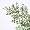 Artificial Feathery Pine Tree - Threshold™ designed with Studio McGee - image 3 of 4