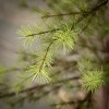 5' Sullivans Chartreuse Pine Tree, Green - 2 of 3