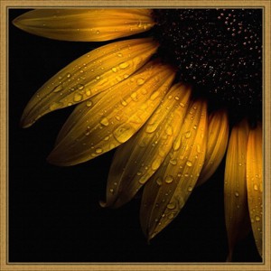 16" x 16" Sunflower Detail by Brian Carson Framed Wall Canvas - Amanti Art: Modern Botanical Art, Gold Frame, Madison WI - 1 of 4