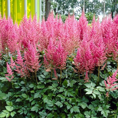 Van Zyverden Set of 5 Astilbe Visions Roots