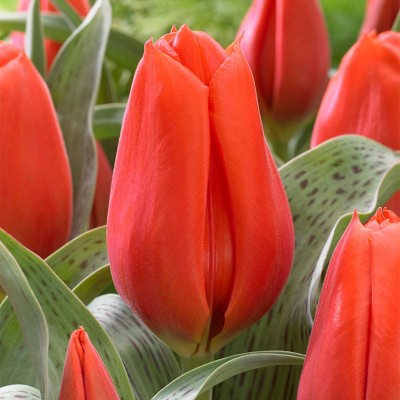 10ct Tulips Giant Orange Sunrise Bulbs - Van Zyverden