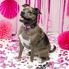 Country Brook Design Deluxe Dog Collar - Made In The U.S.A.- Dog's Life Collection - 2 of 4