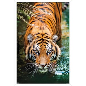 Trends International Tiger - Water Framed Wall Poster Prints - 1 of 4