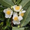 National Plant Network Live Indoor/Outdoor Brew-Tea-Ful Plant - 1ct 2.5qt - 2 of 4