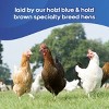 Happy Egg Co. Free Range Heritage Breed Brown and Blue Eggs - 28oz/12ct - 4 of 4