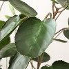 Artificial Tree - Faux 59" Potted Polyscias Tree - FXP1003 - Multicolored - Safvieh - 4 of 4