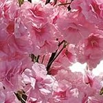 150cm 3-layered cherry tree