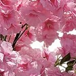 double pole 180cm 3-layer