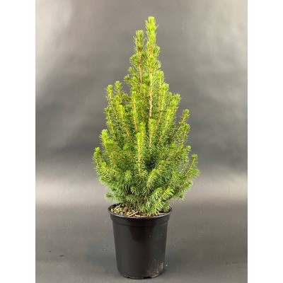 6" Alberta Evergreen Spruce Tree - National Plant Network