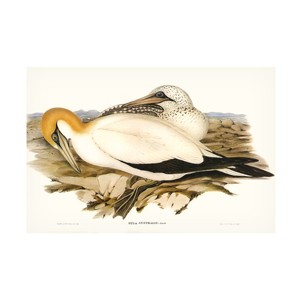 Trademark Fine Art - Elizabeth Gould  Waterbird Pairing VI Canvas Art - 1 of 4