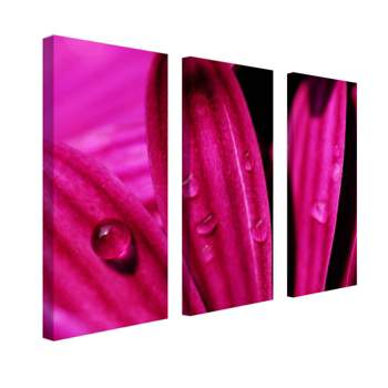 Trademark Fine Art -Purple Daisy Marco by Kurt Shaffer-set of 3- Ready to Hang