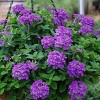 National Plant Network Live Outdoor Dark Purple EnduraScape Verbena Plant - 1ct 2.5qt - 2 of 4