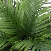 Palm Tree Artificial Tropical Plant 5FT Tall Faux Plants Indoor Fake Floor Plants Decorative Palm Tree Large Office Plant Artificial Palm Trees - 3 of 4