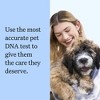 Wisdom Panel Essential Dog DNA Kit: Most Accurate Test for 365+ Breeds, 30 Genetic Health Conditions, 50+ Traits, Relatives, Ancestry - 1 Pack - 3 of 4