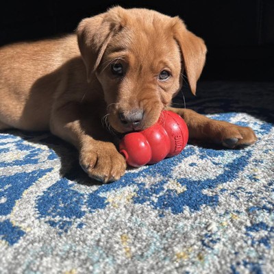 Kong Tough Plush Fish Dog Toy - Orange : Target