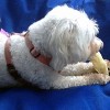 Pawstruck Lamb Ears for Dogs - Natural Bulk Dog Dental Treats & Sheep Chews, Smoked & Low Fat, Pet Products - 3 of 3