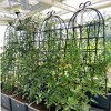 Aghana Digitals 2-Pack 71"x19.7" Rustproof Metal Garden Trellis for Climbing Plants - Sturdy - 3 of 4
