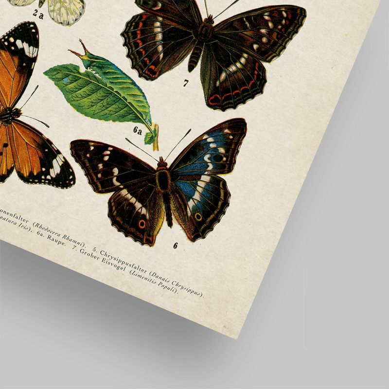 Americanflat Animal Educational Butterfly Specimen Diagram By Samantha Ranlet Poster, 4 of 6