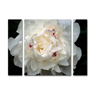 Kurt Shaffer 'Perfect Peony' Multi Panel Art Set Large