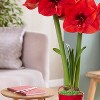 Van Zyverden Fast Track Amaryllis Bulb Kit Hypersonic with XL Artisan Decorative Planter - 3 of 4