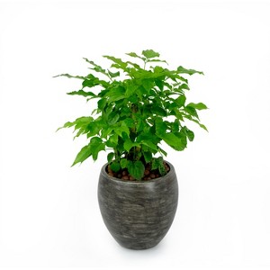 Gulches Smart Self-Watering Round Planter Pot, Gray Wash, 6"x6"x6" - 1 of 4