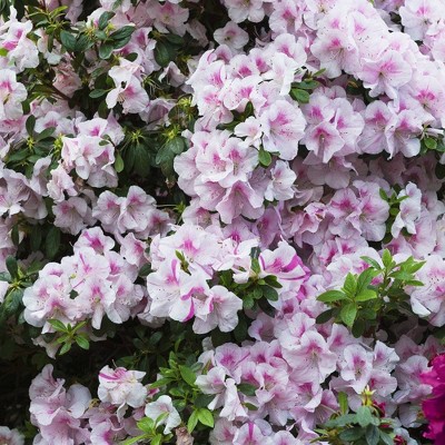 1gal Encore Twist Azalea Plant with Purple and White Blooms - National Plant Network