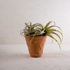 Diamond Weave Terracotta & Cane Planter - Foreside Home & Garden - 2 of 4