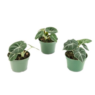 3pc Alocasia Black Velvet Elephant Ear - National Plant Network