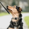 Herm. Sprenger® Stainless ULTRA-PLUS Dog Training Collar with ClicLock & Assembly Chain, Stainless Steel, 4.0 mm x 20" Neck Size; 25" Chain Length - 4 of 4
