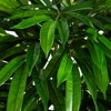 Nearly Natural 5.5-ft Mango Artificial Tree in Black Wash Planter UV Resistant (Indoor/Outdoor) - 3 of 4