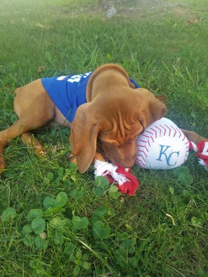 Pets First Official MLB Houston Astros Pet Dog Toy Baseball Bat with  Squeaker