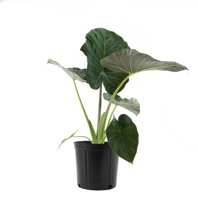 Alocasia Regal Shield - National Plant Network