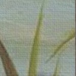 sylvie graywash
