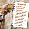 MasterPieces 100 Piece Jigsaw Puzzle - Desert Bighorn Sheep - 11.4"x11.45" - 4 of 4