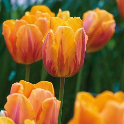 Tulips Princess Irene Set of 12 Bulbs - Orange - Van Zyverden