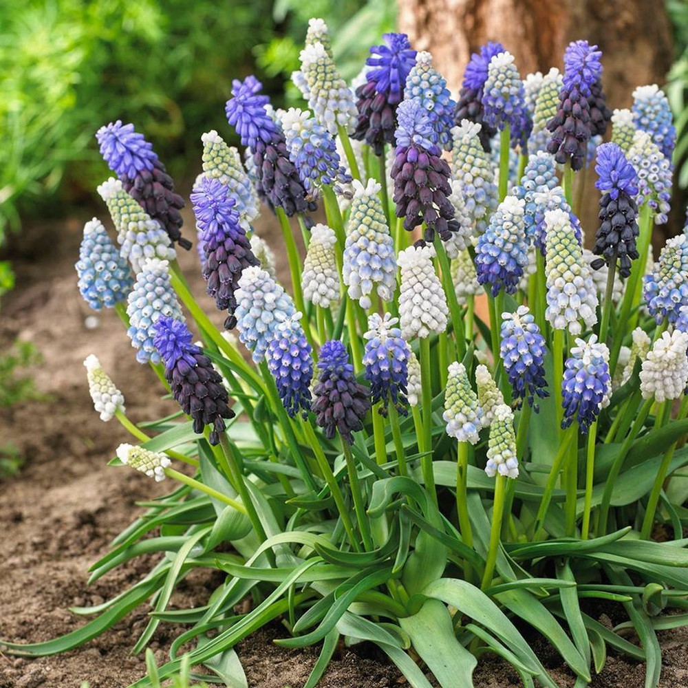 Grape Hyacinth Delft Blue Blend Set of 50 bulbs - Blue/White - Van Zyverden