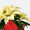 Holiday 6" White Poinsettia Live Plant - Good Little Garden™ - 2 of 4