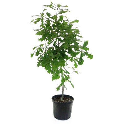 2.25gal Overcup Oak Tree - National Plant Network