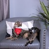 Pavilion Gift Company - Humans Getting Married - 7" x 5" Canvas Slip on Pet Bandana - Pet Toy - 2 of 4