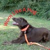 Country Brook Petz Martingale Heavyduty Training Collar with No Buckle - Service Collar for All Dogs - Vibrant, Colorful Collection - 3 of 4