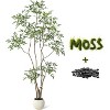 5FT/6FT/7FT Artificial Nandina Tree in Grey Ceramic Planter - Perfect for Home, Office, or Living Room Decor - 2 of 4