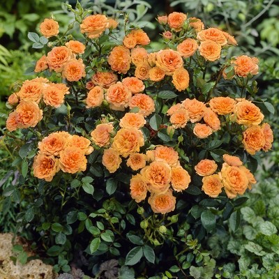  3pc Mini Rose Teddy Bear - National Plant Network 