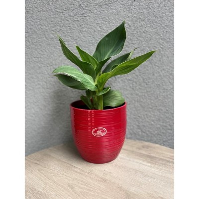 Tierra Garden 6.3" Red Ceramic Indoor Plant Pot