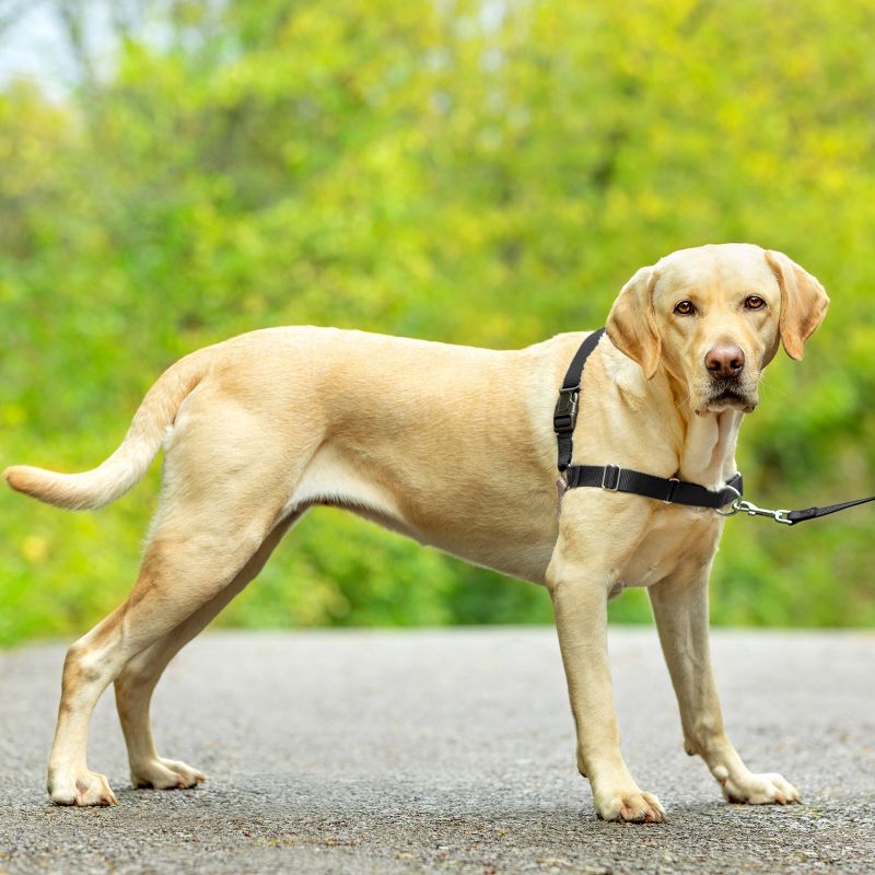PetSafe Easy Walk Adjustable Dog Harness, 4 of 11