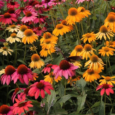 Burpee 3pc Echinacea Cheyenne Spirit - National Plant Network