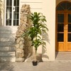DR.Planzen 4-6FT Artificial Dracaena Tree with Realistic Leaves - Faux Indoor/Outdoor Floor Plant, Tall Fake House Plant for Tropical Home Decor - 2 of 4