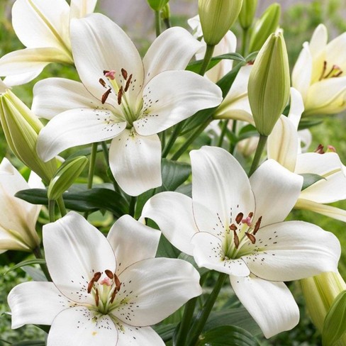 Van Zyverden 7ct 'Eyeliner' Lily Bulb White