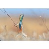 Trends International The Comedy Wildlife Photography Awards: Anup Deodhar - Rockstar Unframed Wall Poster Prints - 4 of 4