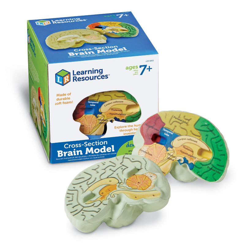Learning Resources Cross-Section Brain Model, 5" Long, Ages 7+, 1 of 7