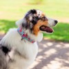 Country Brook Petz 1 1/2 Inch Premium Dog Collar Spring Collection - 2 of 4